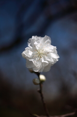 魔法の白い花