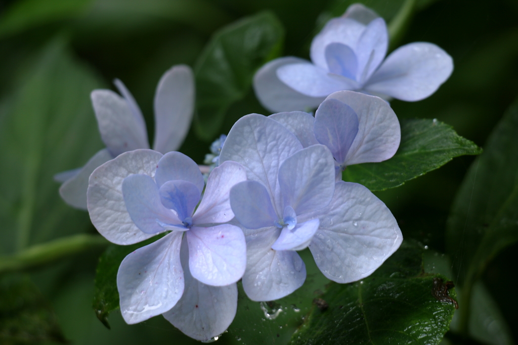 長梅雨の小紫陽花