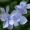 長梅雨の小紫陽花