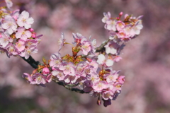 早桜