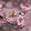 早桜