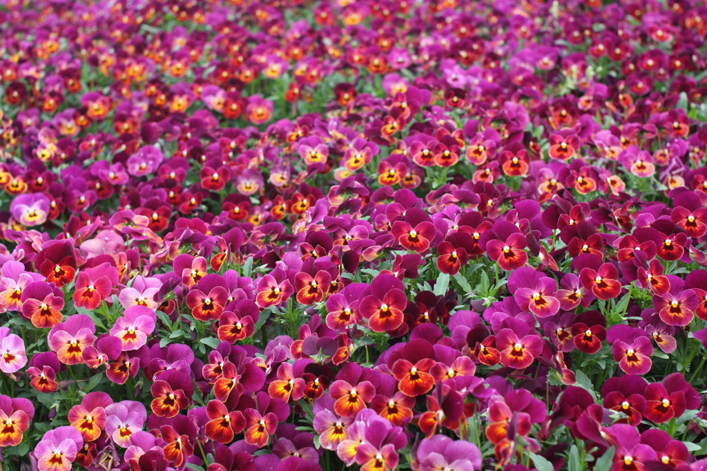 パンジー花壇