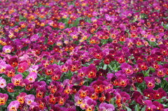 パンジー花壇