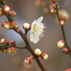 梅開花