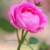 薔薇
