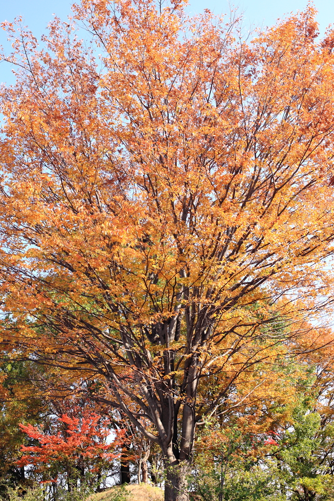 欅の紅葉