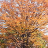 欅の紅葉