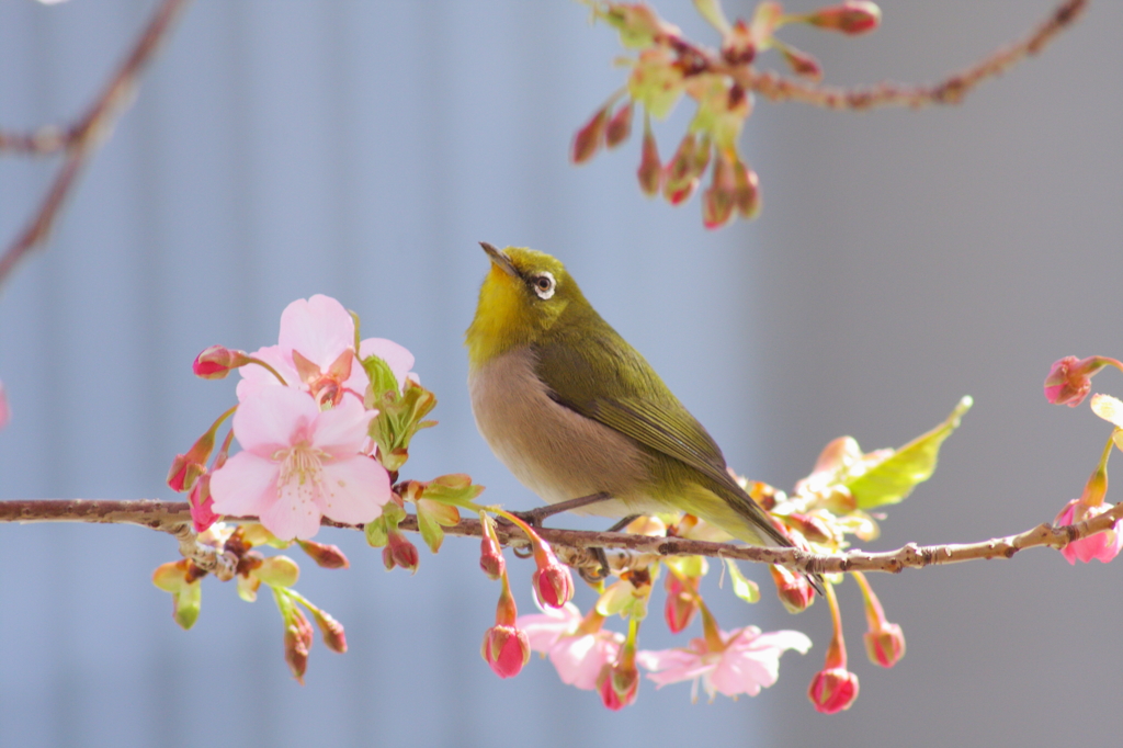 メジロさん