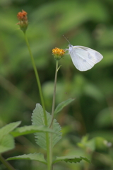 草花の蝶