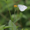 草花の蝶
