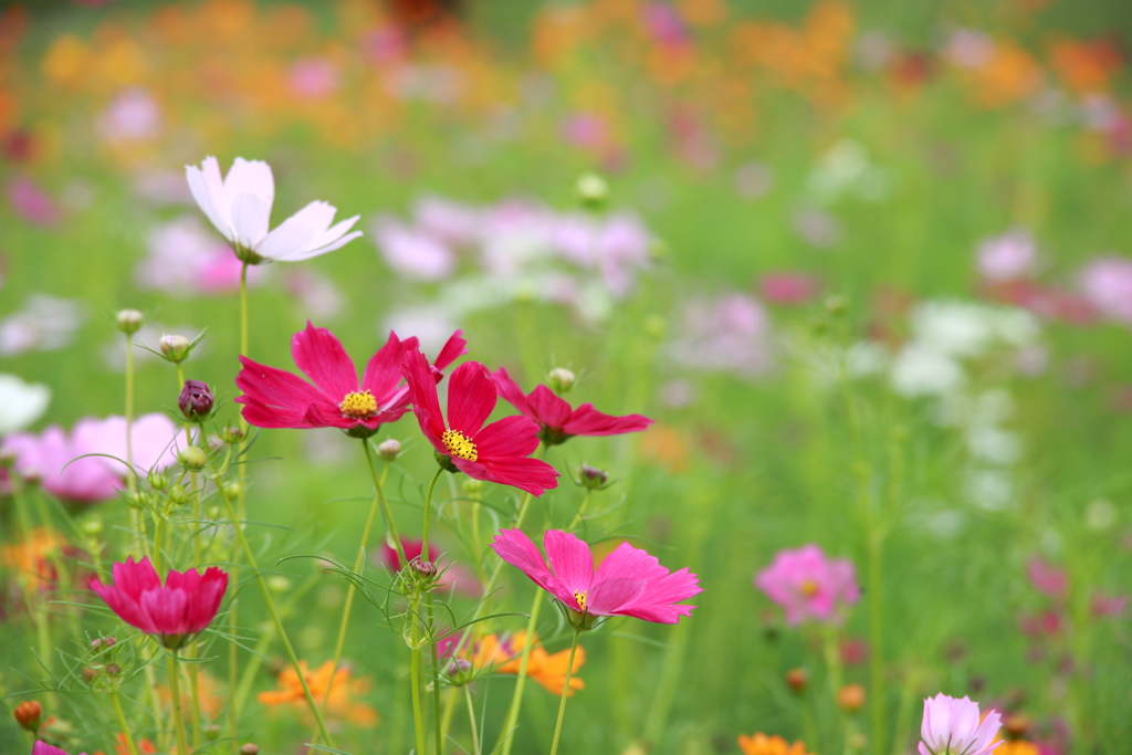 コスモス草原の花