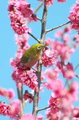 花にちょこっと