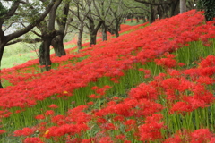 桜堤の彼岸花