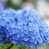 青の紫陽花