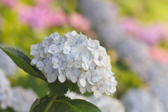 白の紫陽花
