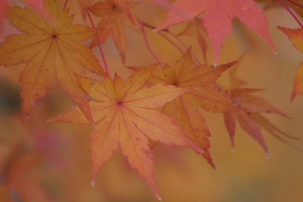 橙色紅葉