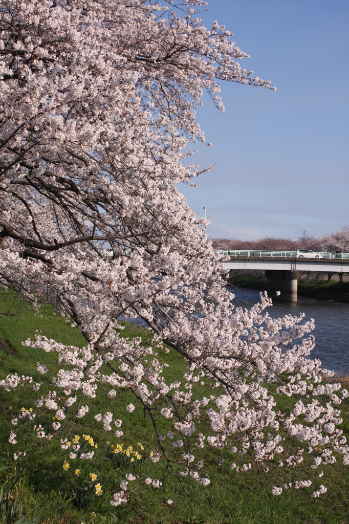 川原の桜