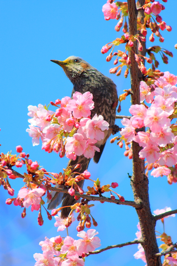 花のヒヨドリ