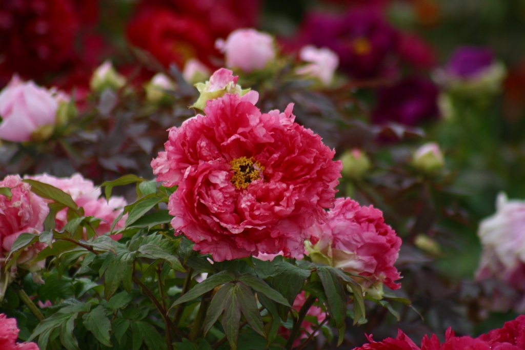 芍薬の花壇で