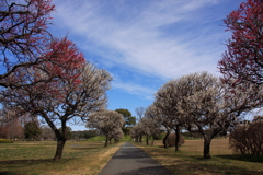 梅の咲く道