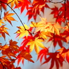 赤黄紅葉