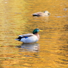 黄葉染まる池の鴨