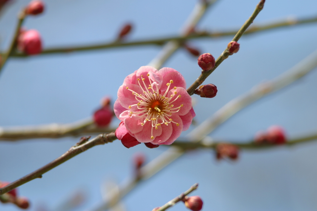 紅梅の花ひとつ