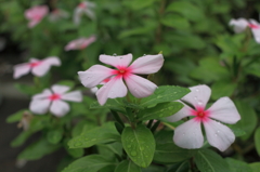 小雨花壇で