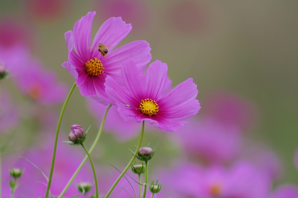 コスモス