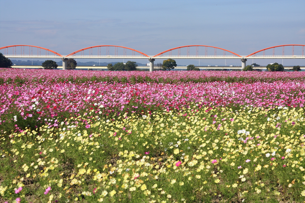 黄色とピンクの秋桜