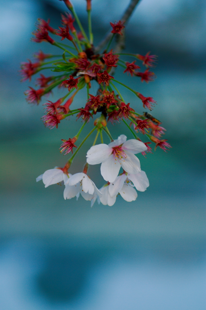 花残り