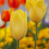 チューリップ♪らんらん