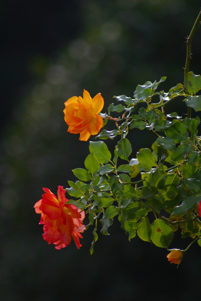 つるバラの花
