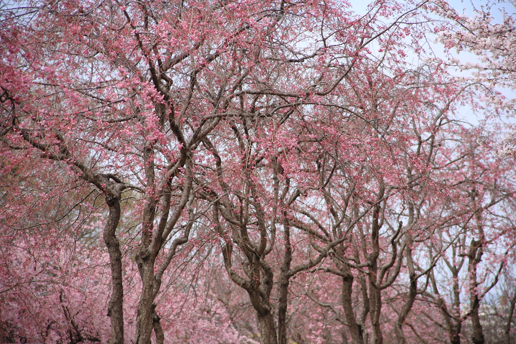 桜並木