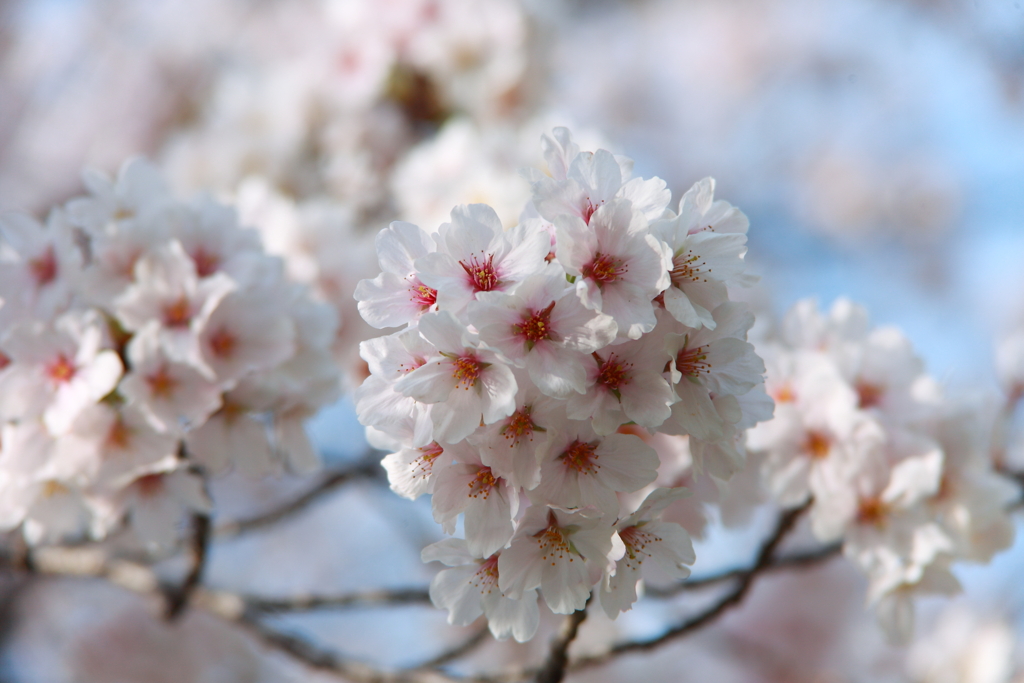 桜満開花房