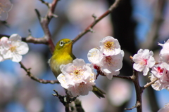 梅にて小鳥