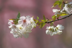 白系の桜