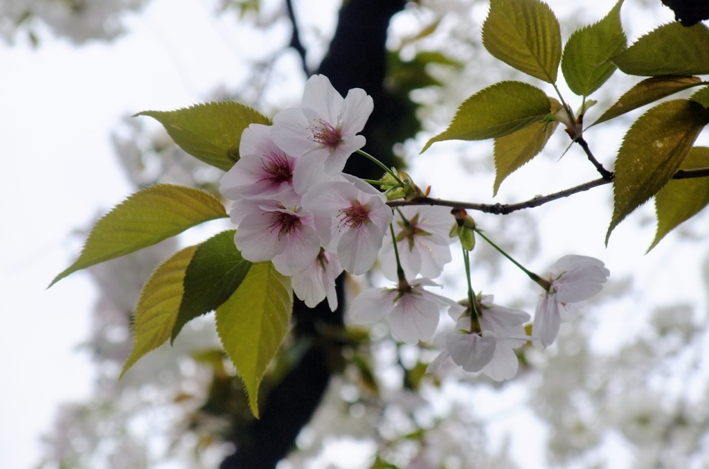 葉桜