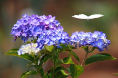 紫陽花と蝶