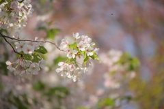 葉桜