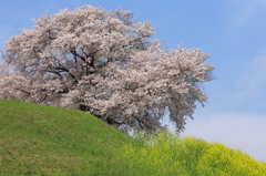 丘の桜