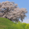 丘の桜