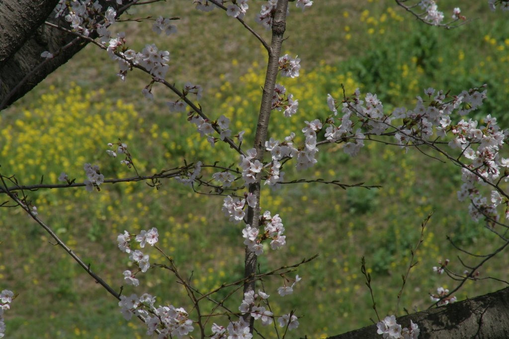桜花のクロス