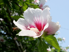 ムクゲと蜂3