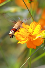 花を旅する蝶蛾