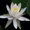 白い睡蓮