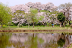 古墳の桜