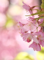 桜色の光に
