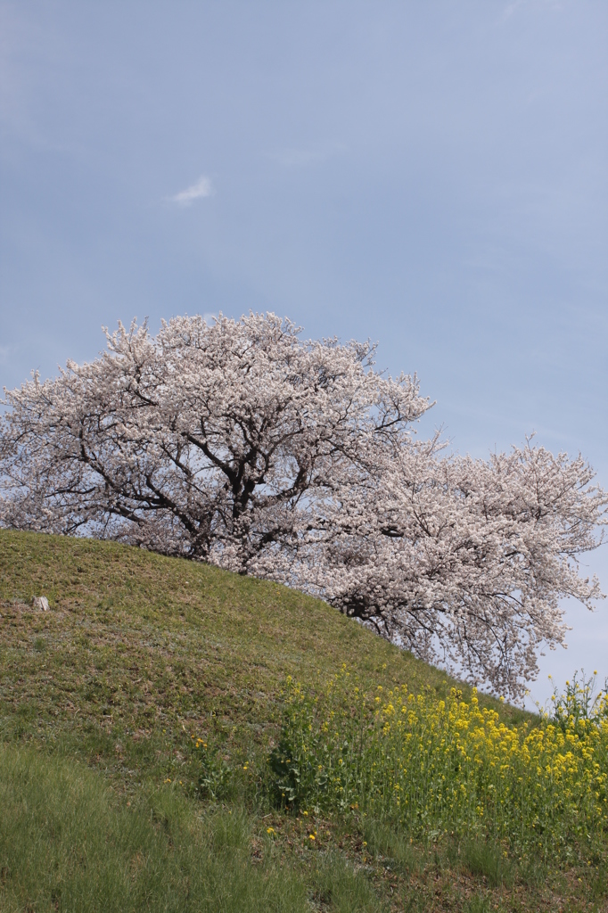 古墳の桜