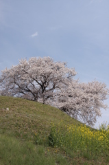 古墳の桜